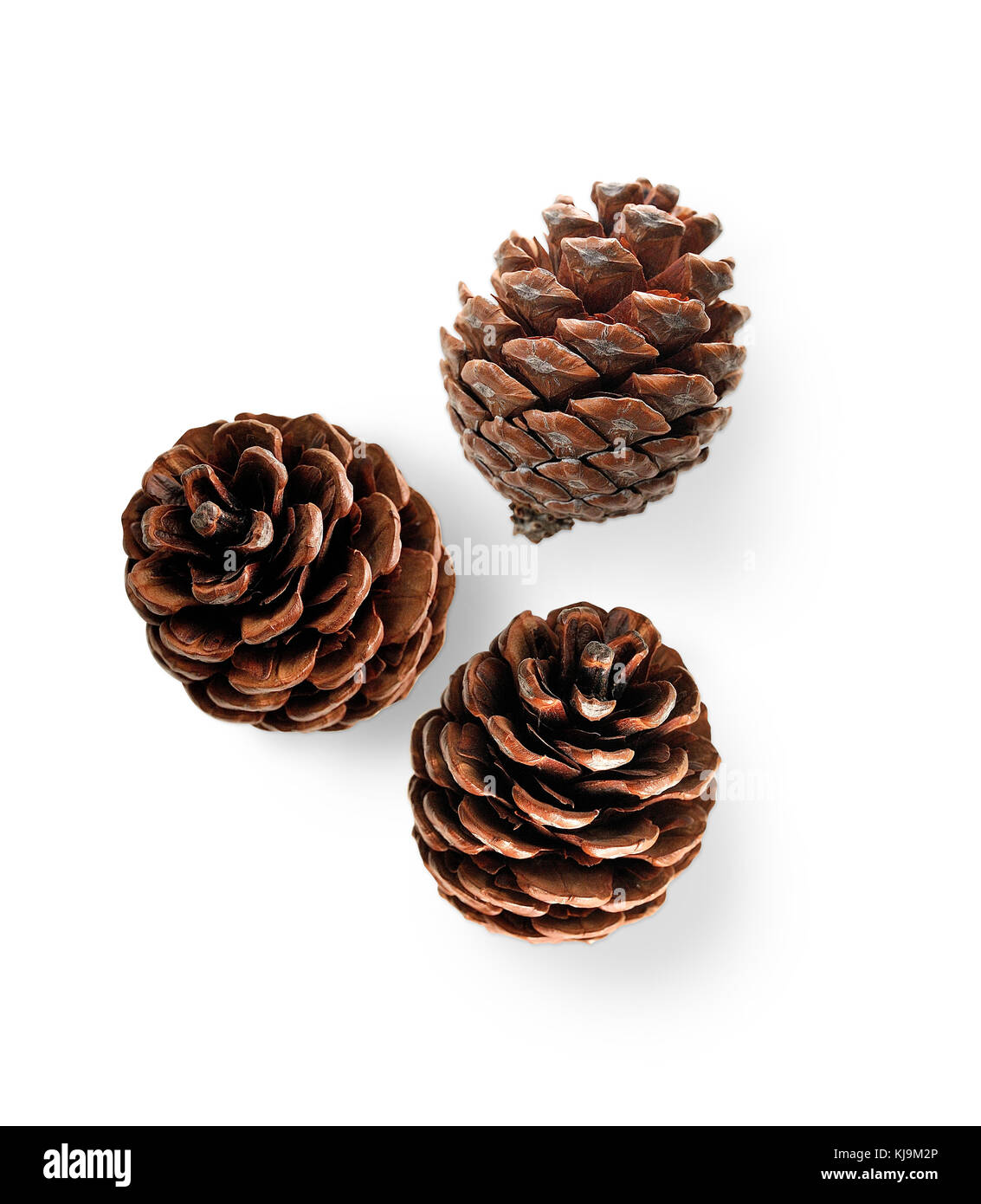 set of various pine christmas cone trees isolated on white background, With a carved path, a clipping mask Stock Photo
