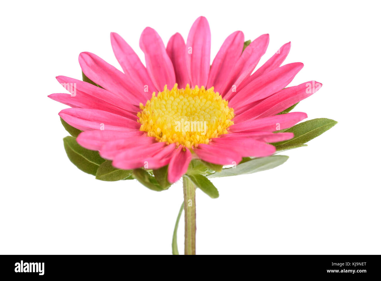 Pink china aster isolated on white background Stock Photo