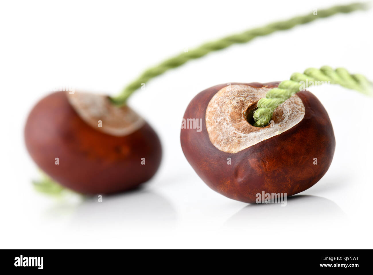 two conkers with strings ready to play Stock Photo