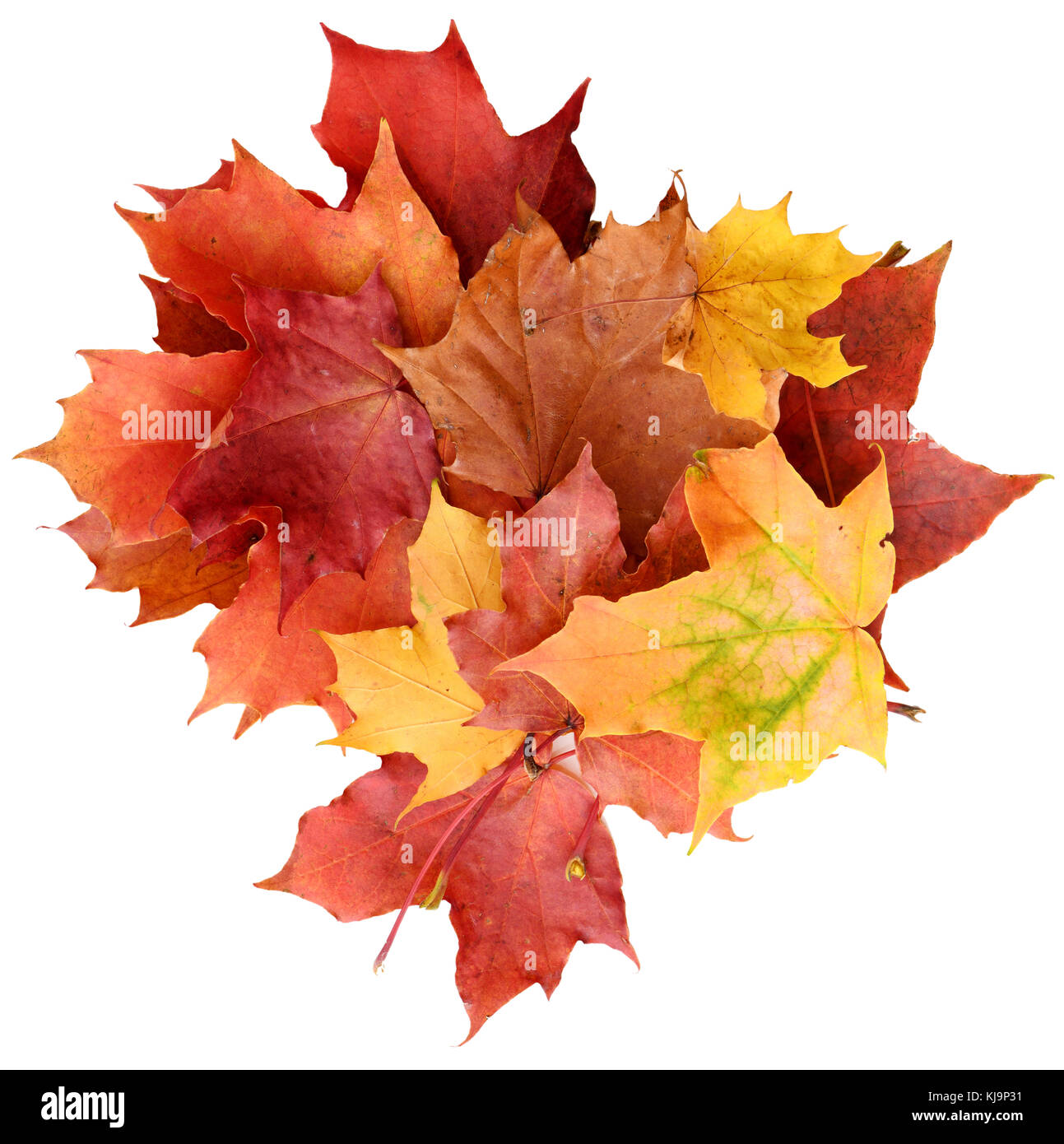 Autumn maple leaves background isolated on white Stock Photo - Alamy