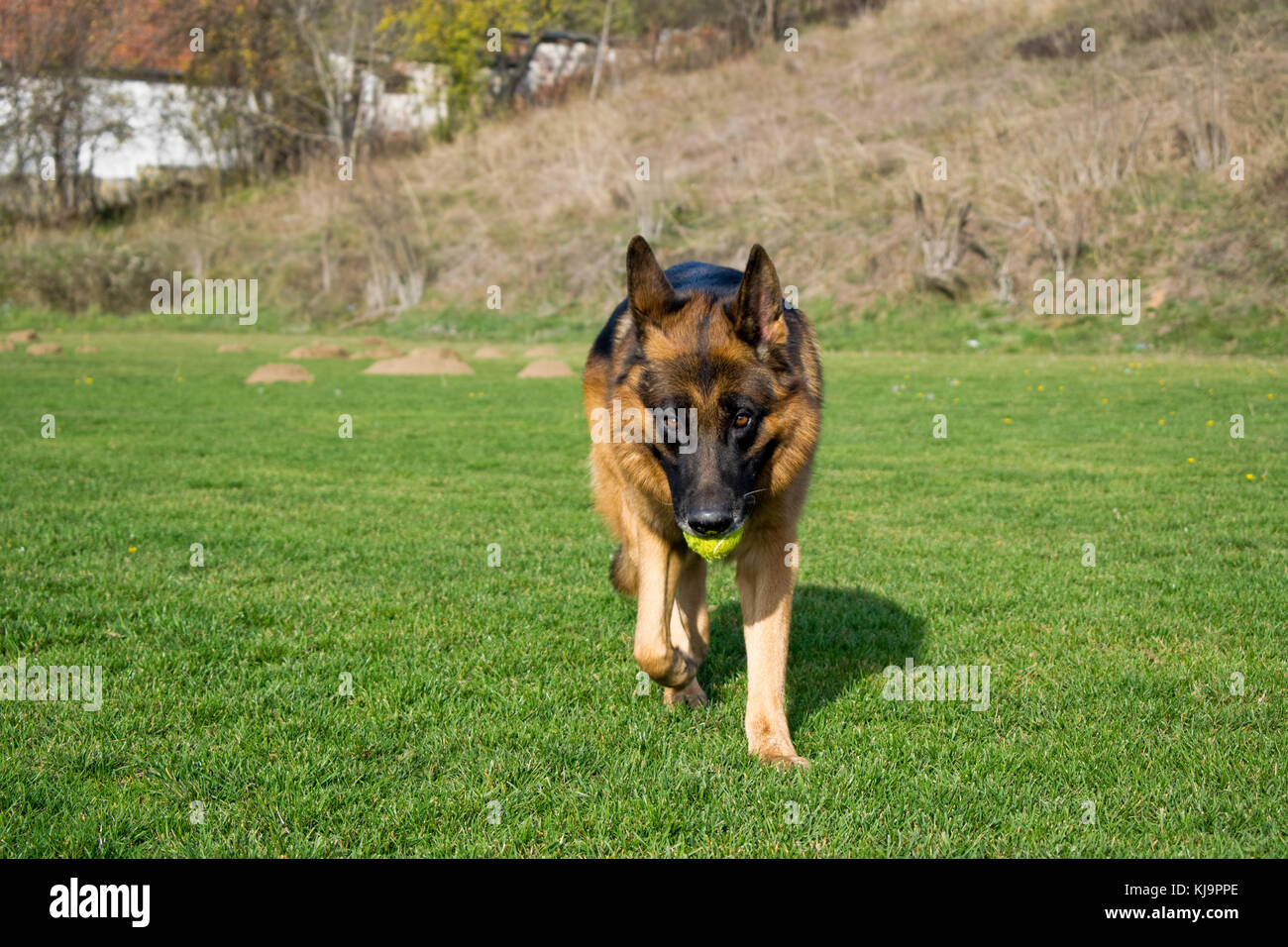 German shepherd dog in training Stock Photo