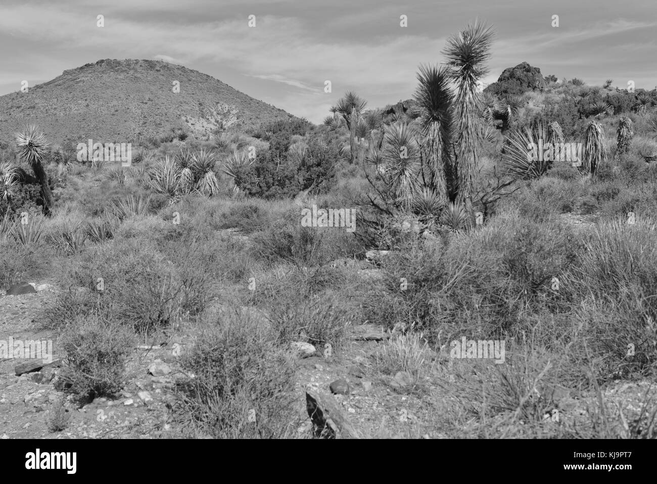 Dead joshua tree Black and White Stock Photos & Images - Alamy