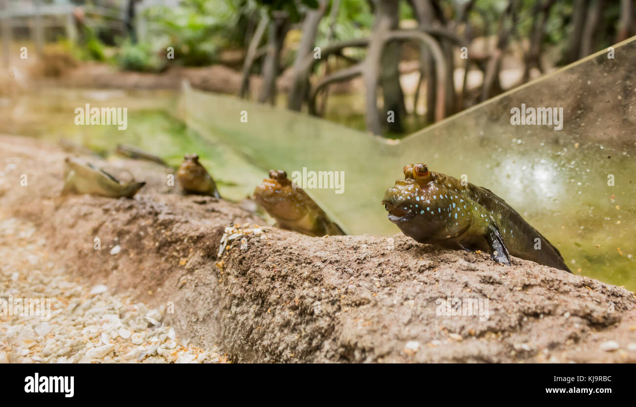 Mudfish High Resolution Stock Photography And Images Alamy
