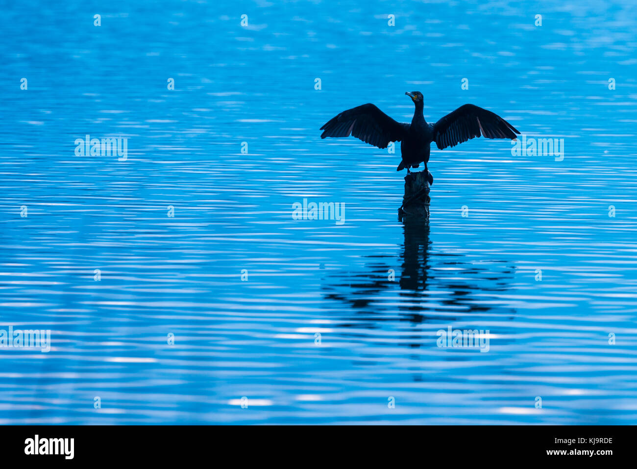 Cormorant drying its wings in the lake of Banyoles Stock Photo