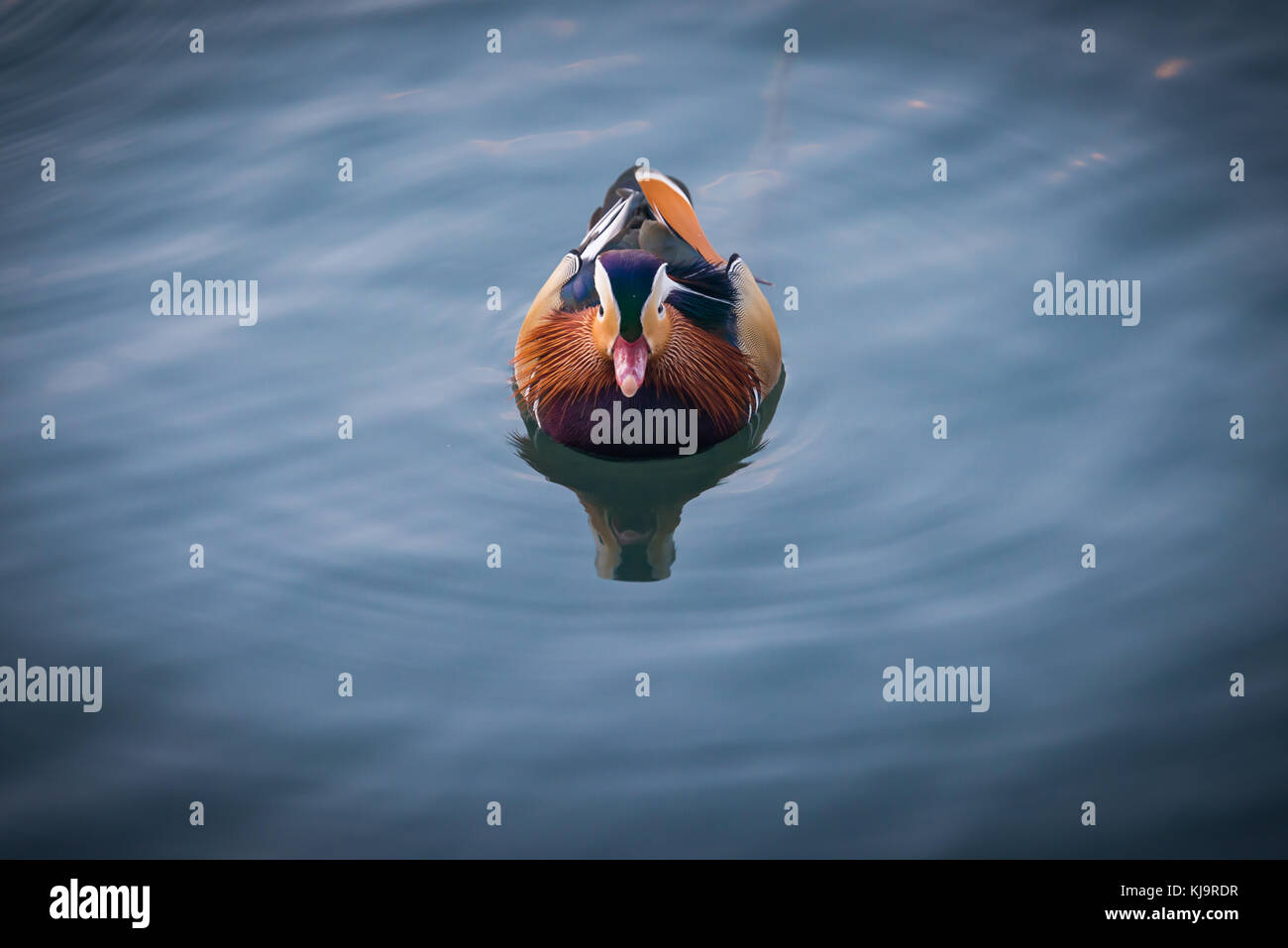 Mandarin duck swimming in the lake of Banyoles Stock Photo