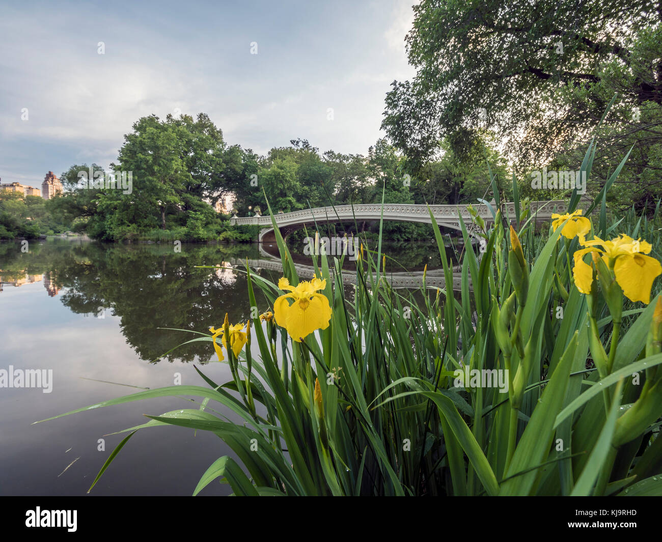The Bow Bridge is a cast iron bridge located in Central Park, New York ...