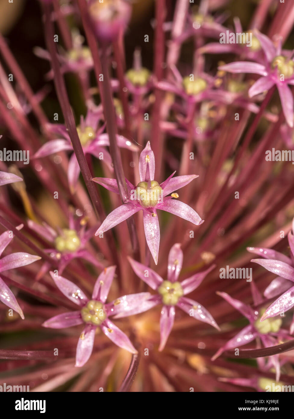 Allium giganteum, common name giant onion, is an Asian species of onion, native to central and southwestern Asia Stock Photo