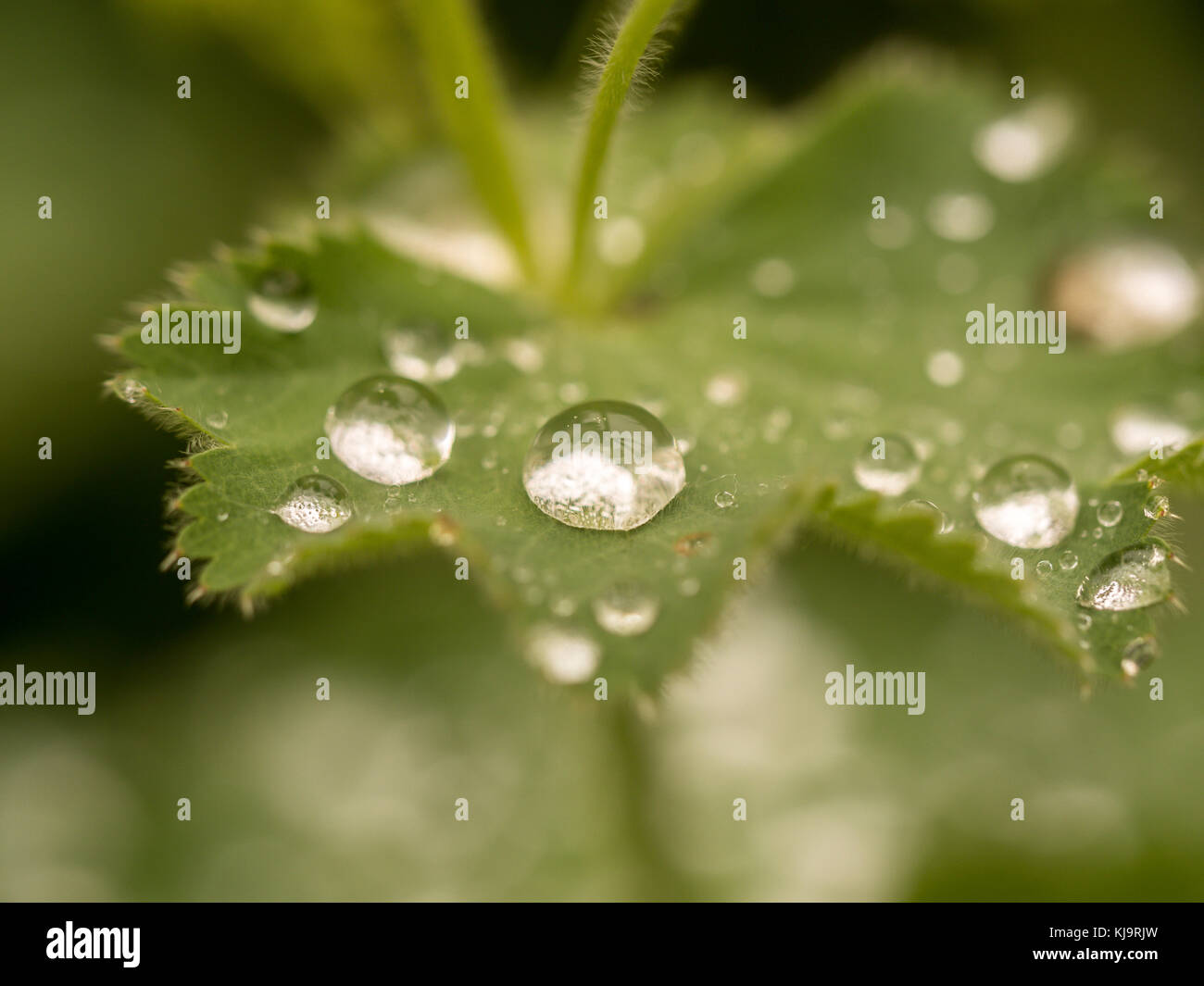 Water drops on plant in early spring in garden Stock Photo
