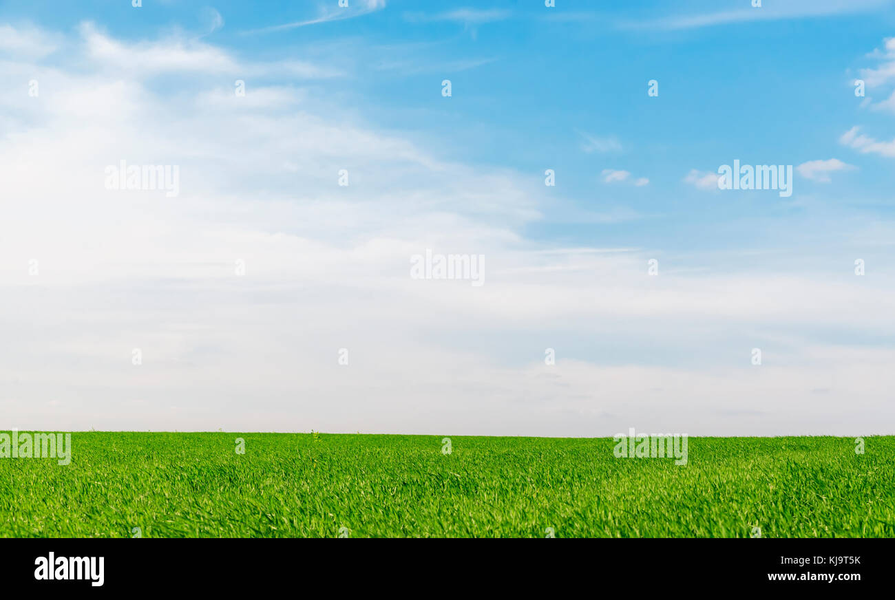 blue sky with clouds in sunset over green grass field Stock Photo - Alamy
