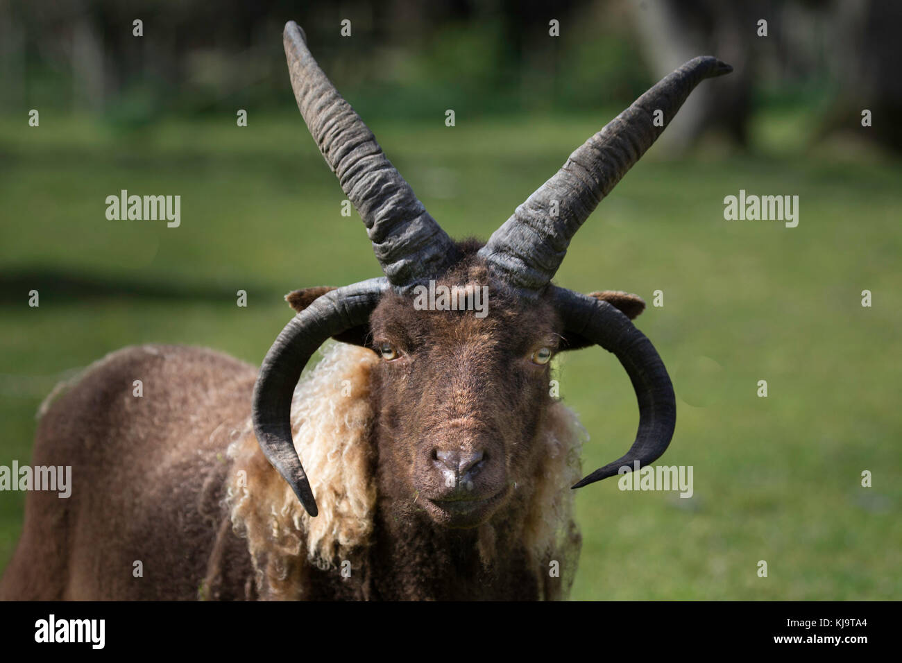 Manx loaghtan hires stock photography and images Alamy