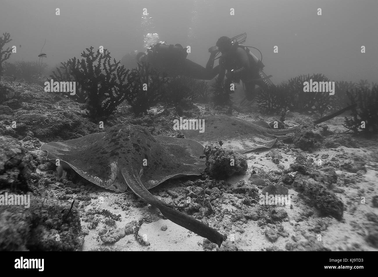 Underwater blue sea tropical water Black and White Stock Photos ...