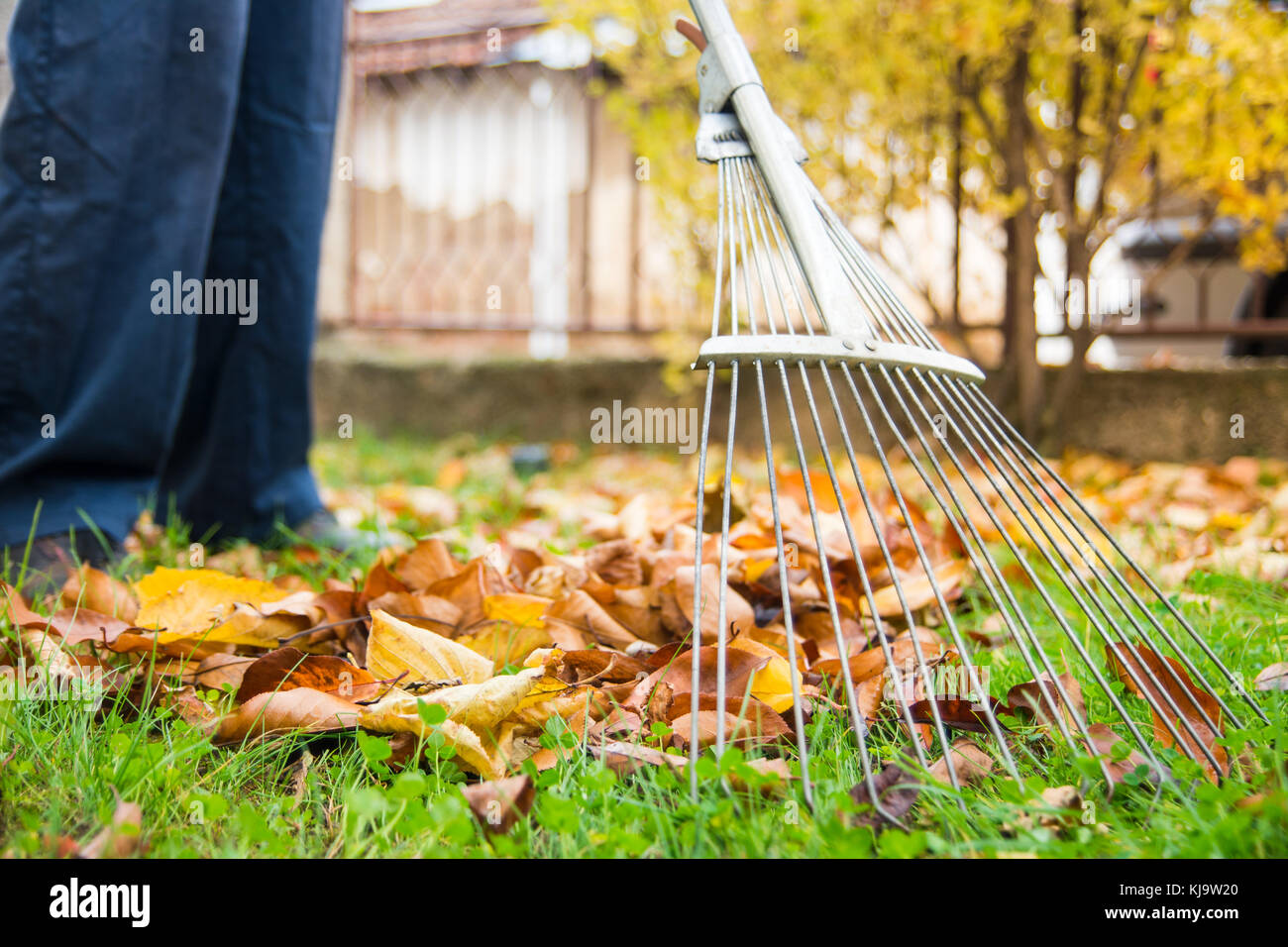 Man cleaning fallen autumn leaves in the backyard Stock Photo