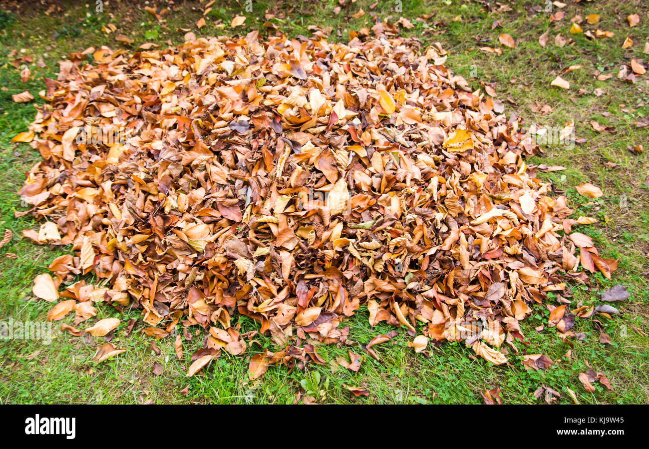 Pile of fallen autumn leaves hi-res stock photography and images - Alamy