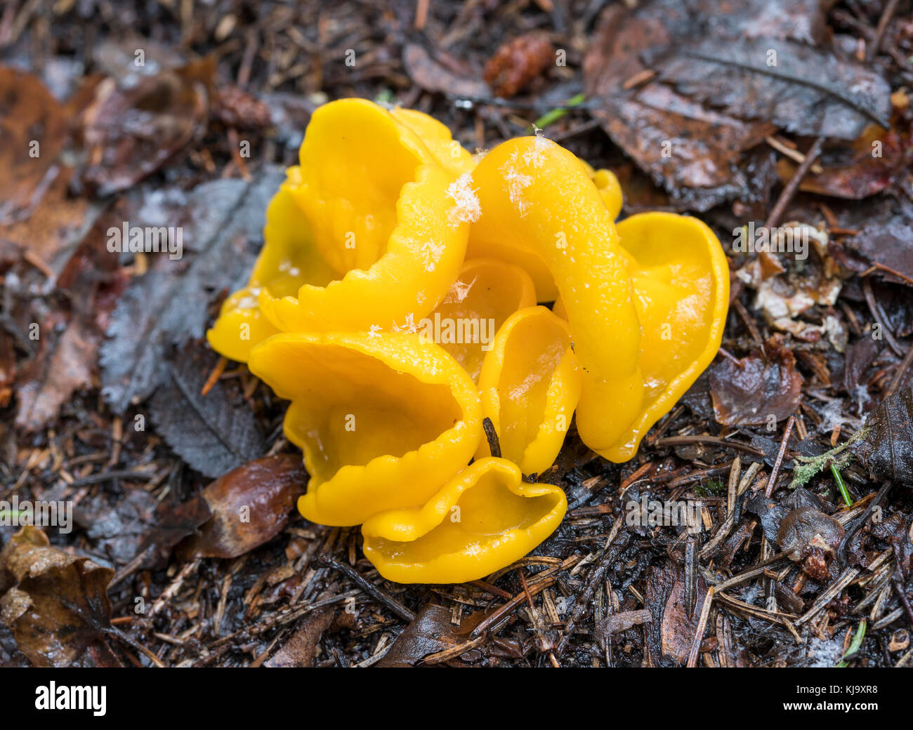 Sowerbyella imperialis fungi Stock Photo