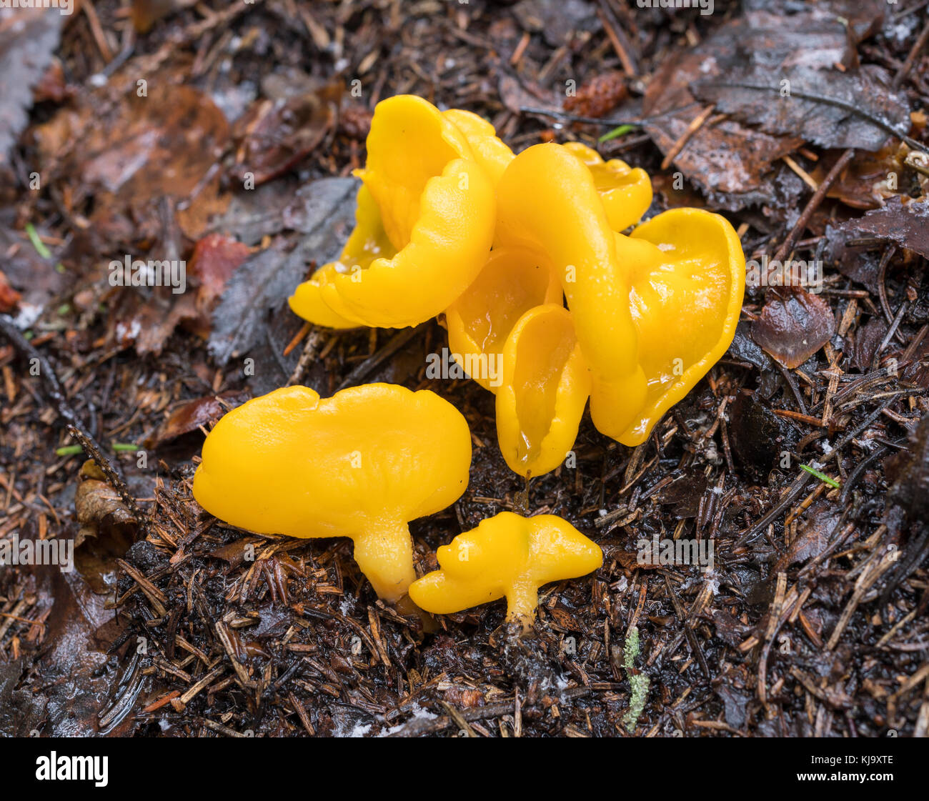 Sowerbyella imperialis fungi Stock Photo