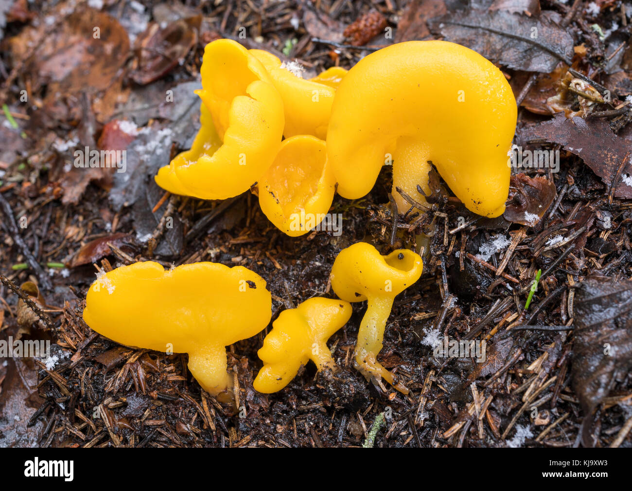 Sowerbyella imperialis fungi Stock Photo