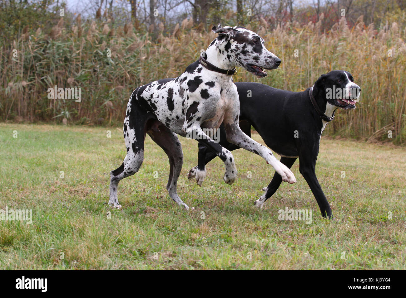great dane german mastiff