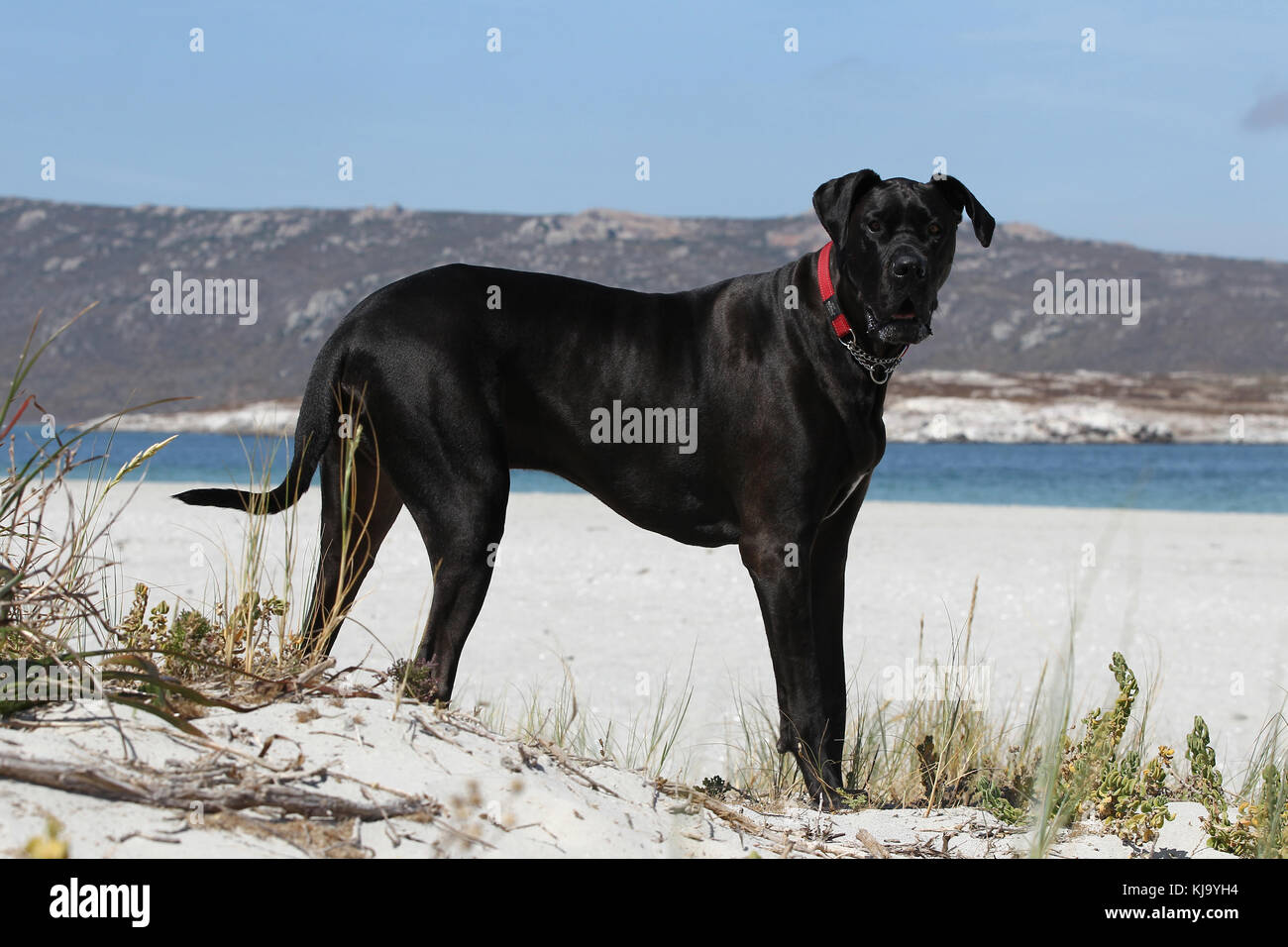 great dane german mastiff