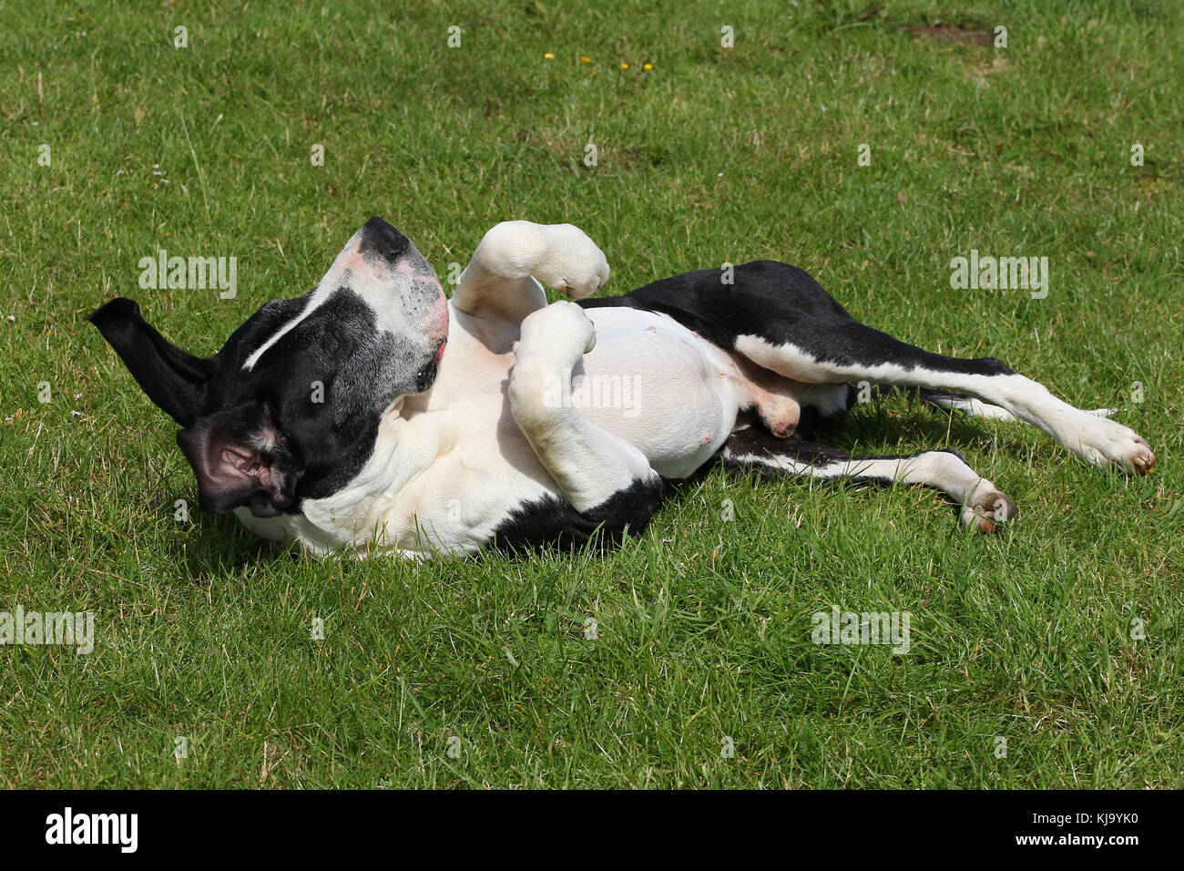 Great Dane German Mastiff Deutsche Dogge lying on grass on back with front paws curled up Stock Photo