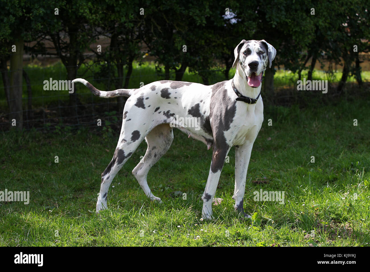 great dane german mastiff