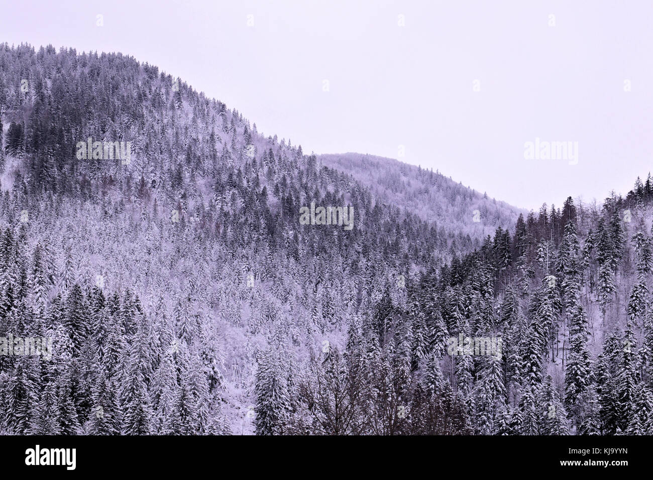 mountains covered with first snow Stock Photo - Alamy