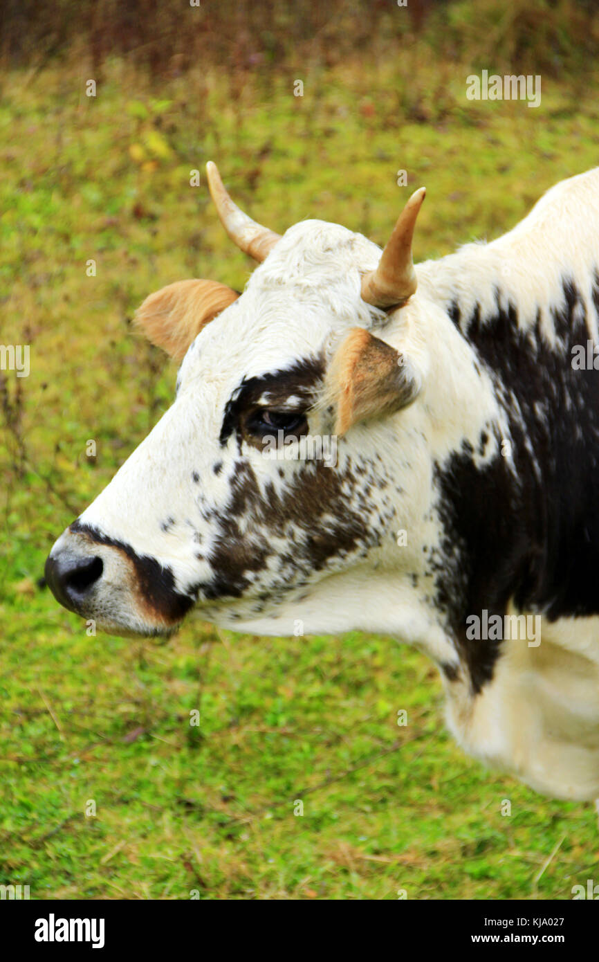 cow white in black spots on the pasture Stock Photo - Alamy
