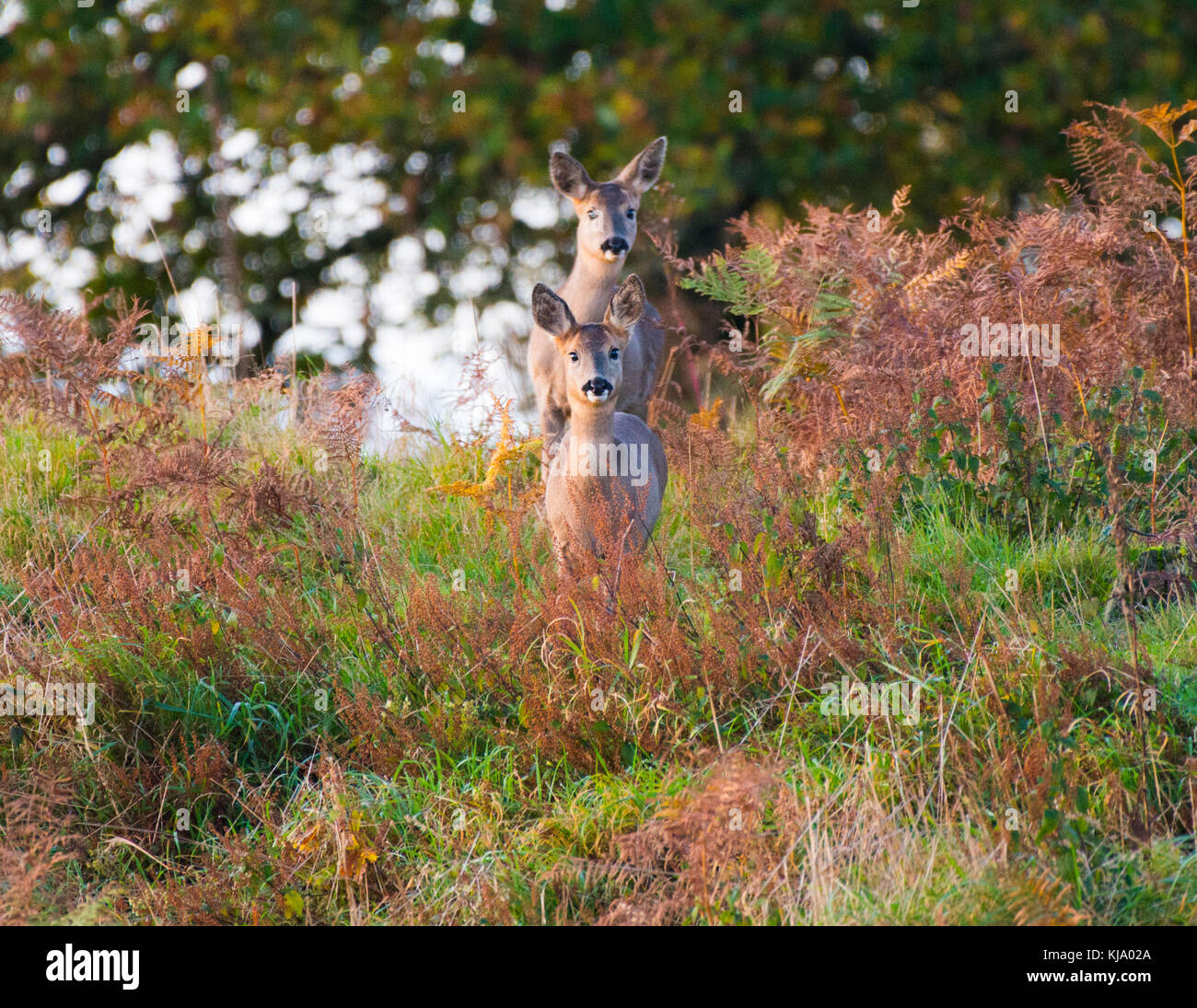 27,044 Roe Deer In The Field Images, Stock Photos, 3D, 43% OFF