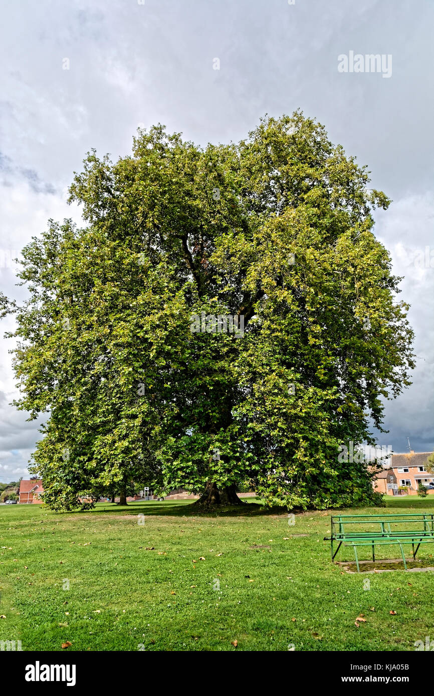 A large oak tree dominates the green opposite the Village Inn at