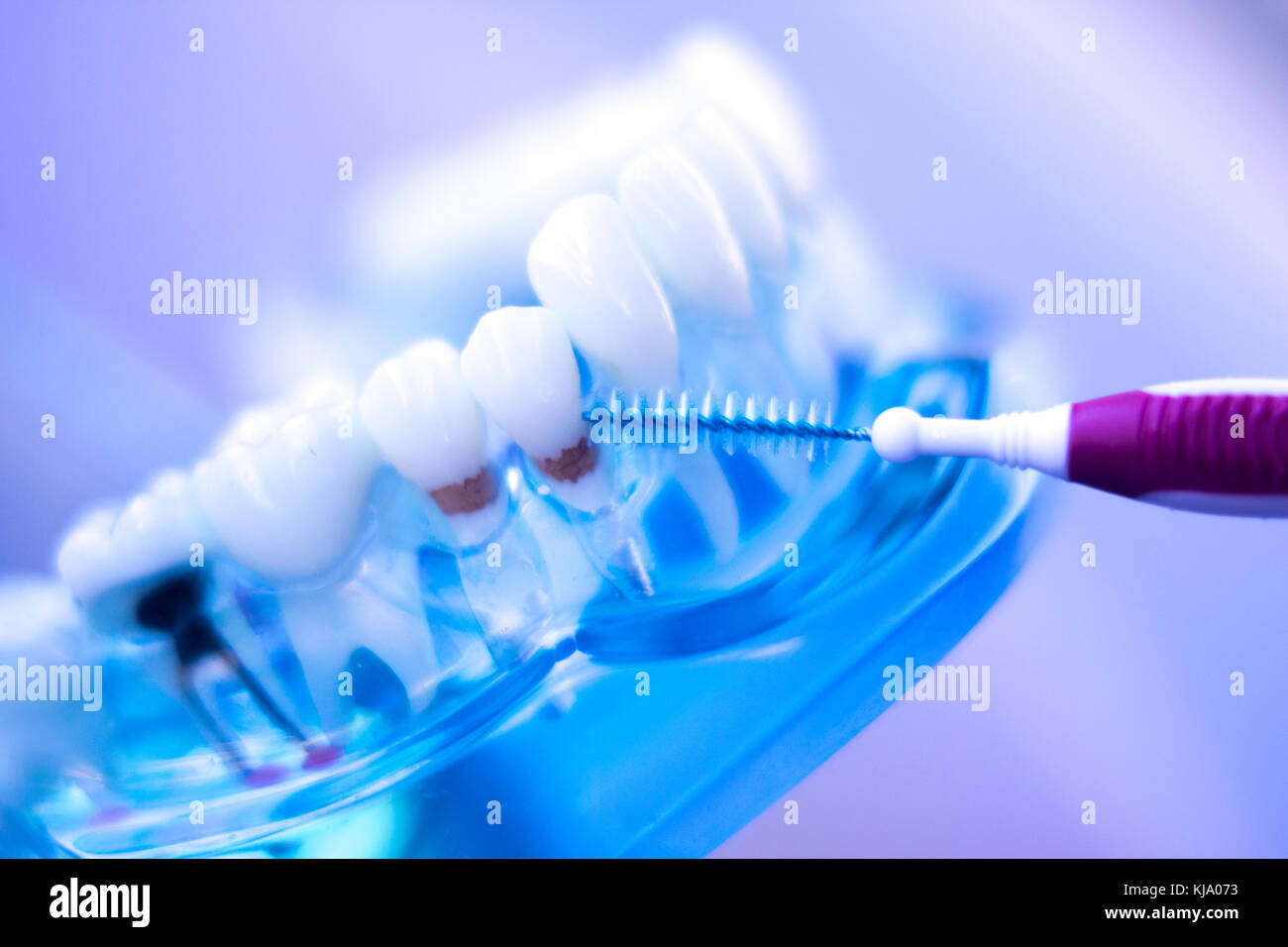 Dental teeth orthodontic dentistry teachng model with gums, tooth ...