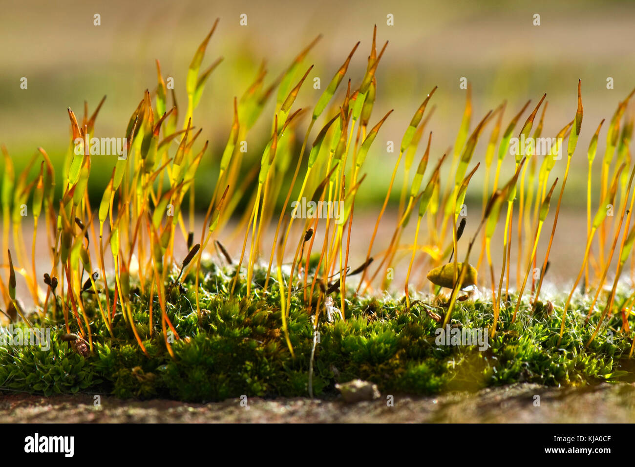 Young sporophytes of wall screw-moss, Tortula muralis, growing from the gametophyte cushion on a garden wall Stock Photo