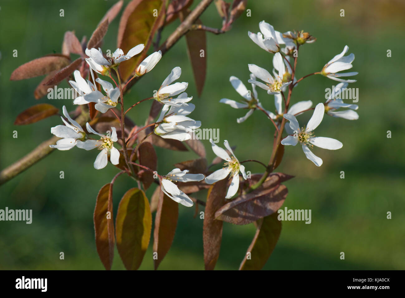 White flowers and young leaves of serviceberry, Amelanchier canadensis , a deciduous garden shrub or small tree in spring Stock Photo