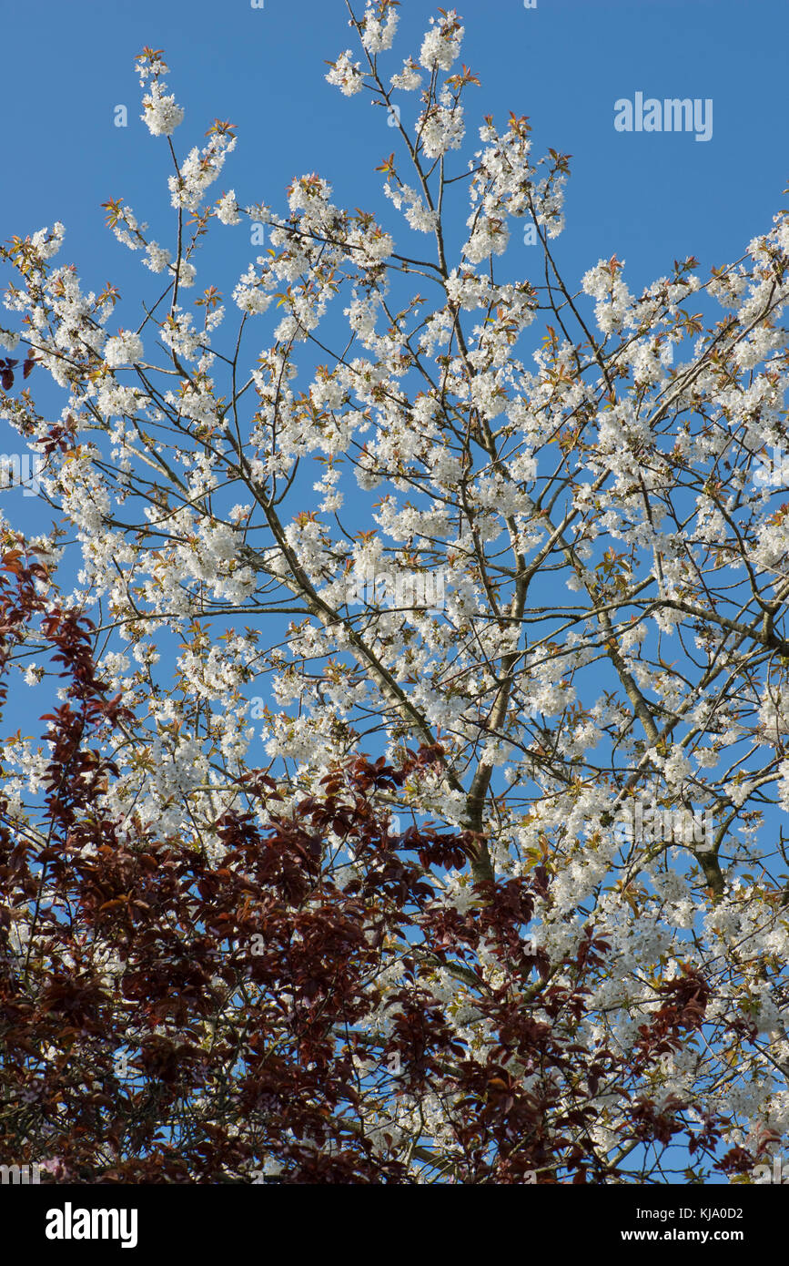 Red leaves of Prunus cerasifera in front of a profusely flowering wild or bird cherry tree in spring set against a blue sky Stock Photo