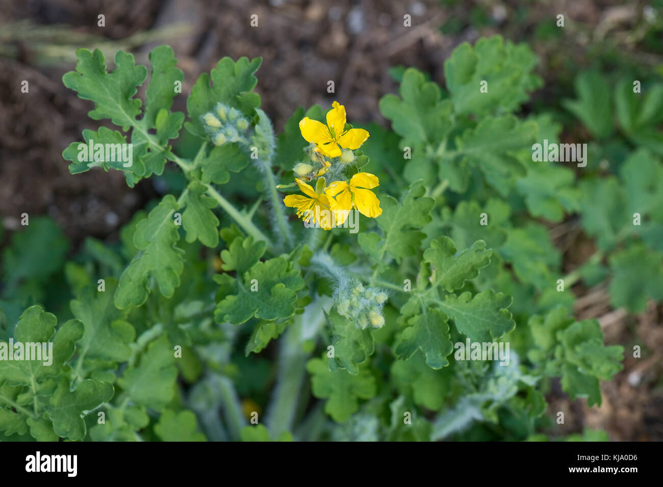 Young leaves and flowers of a greater celandine, Chelidonium majus, in spring, Berkshire, April Stock Photo