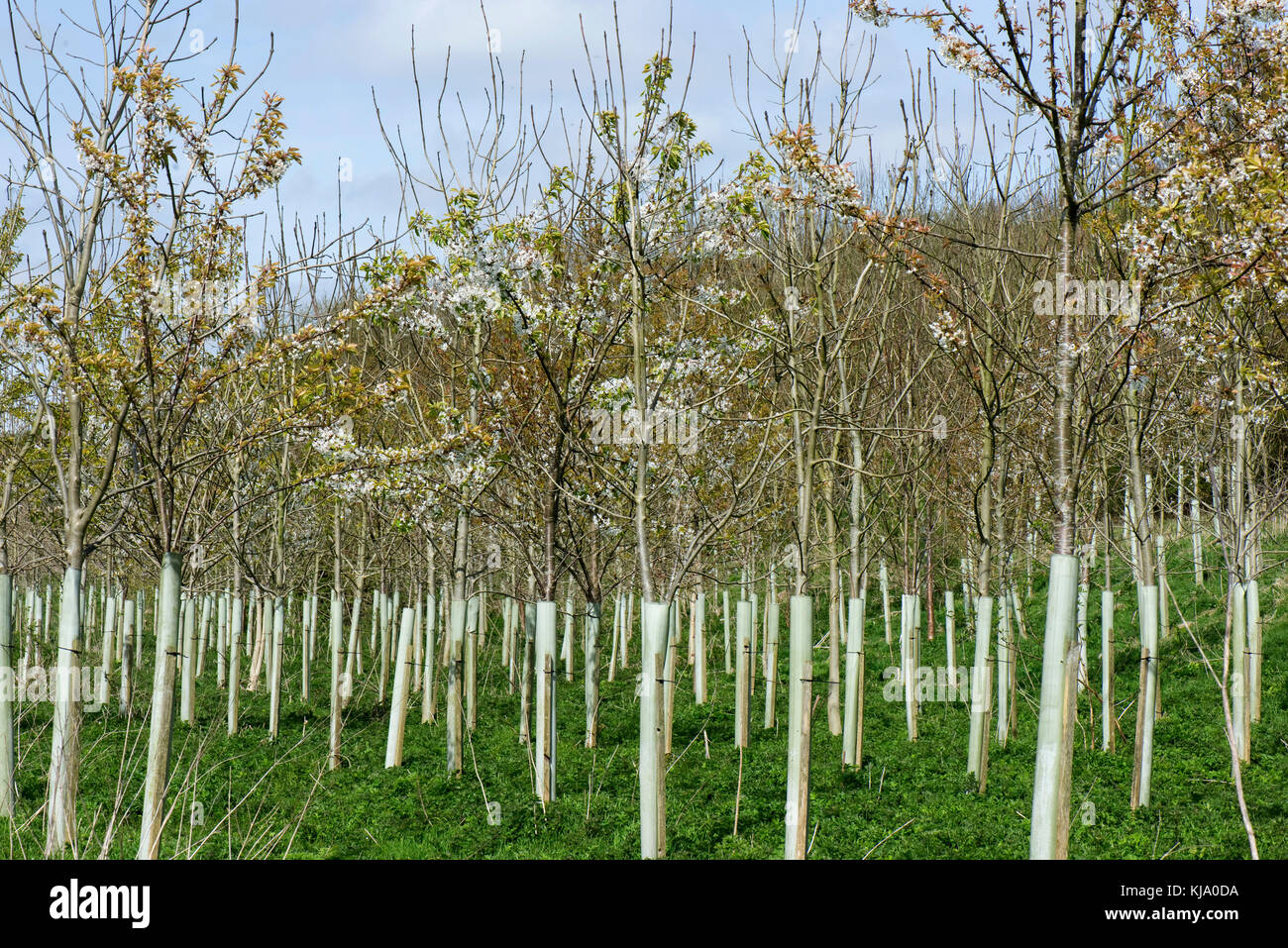 A plantation of young trees for woodland, flowering wild cherries and others, in protective plastic tubes in springtime, Berkshire, April Stock Photo