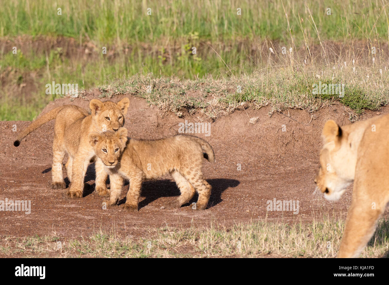 Lion (Panthera leo), Masai Mara, Kenya Stock Photo - Alamy