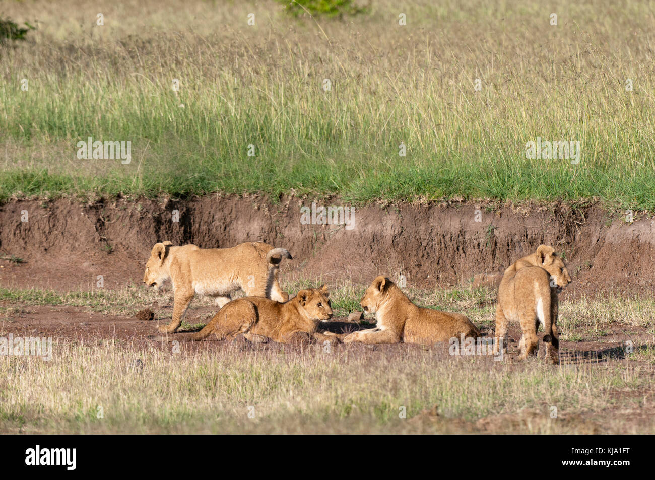 Lion (Panthera leo), Masai Mara, Kenya Stock Photo - Alamy