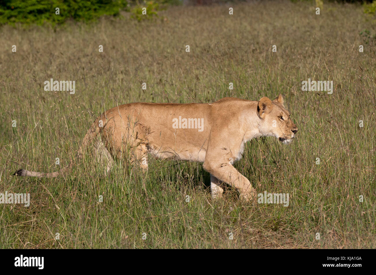 Lion (Panthera leo), Masai Mara, Kenya Stock Photo - Alamy