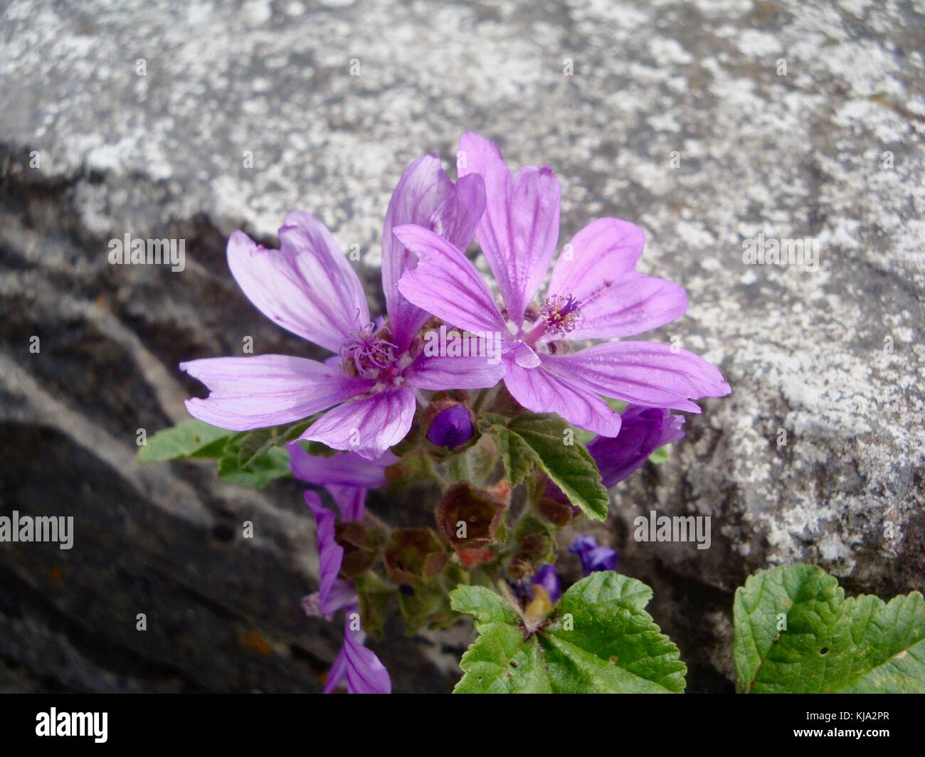 Close Up Of Two Pretty Blue Mallow Wild Flowers Growing Out A Stone Wall In Close Up Of Two Pretty Blue Mallow Wild Flowers Growing Out A Stone Wall In
