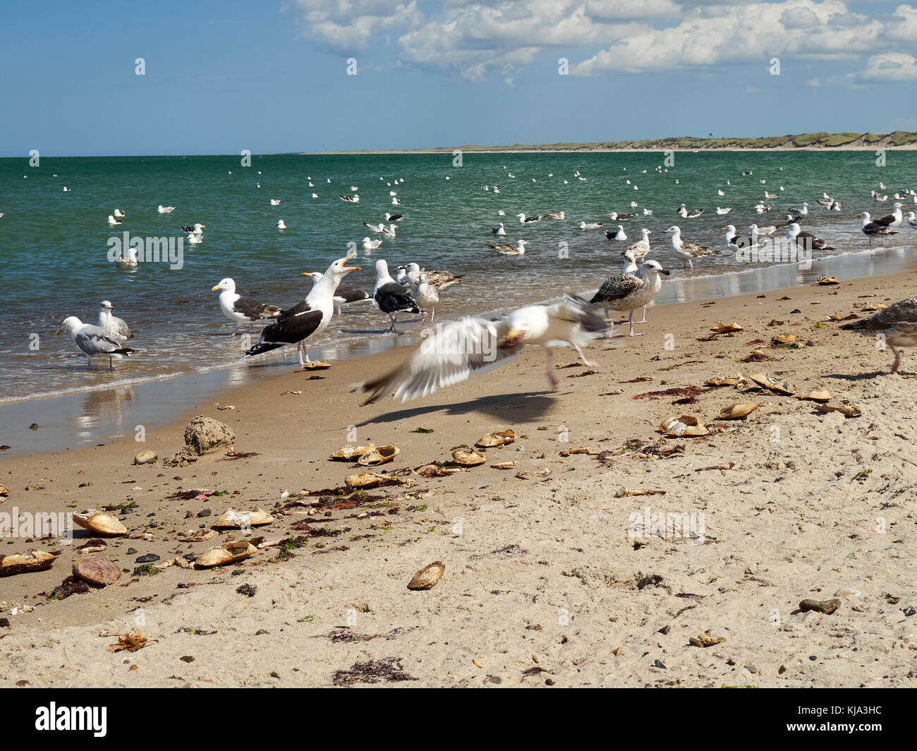 Seagulls eating fish leftovers, Nr. Vorupør, Denmark Stock Photo