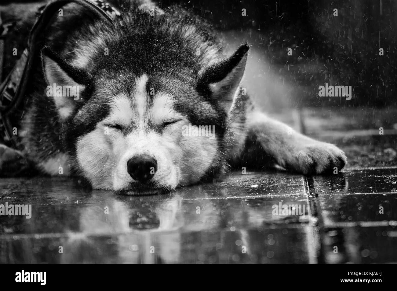 Siberian husky in the rain lying on the ground Stock Photo