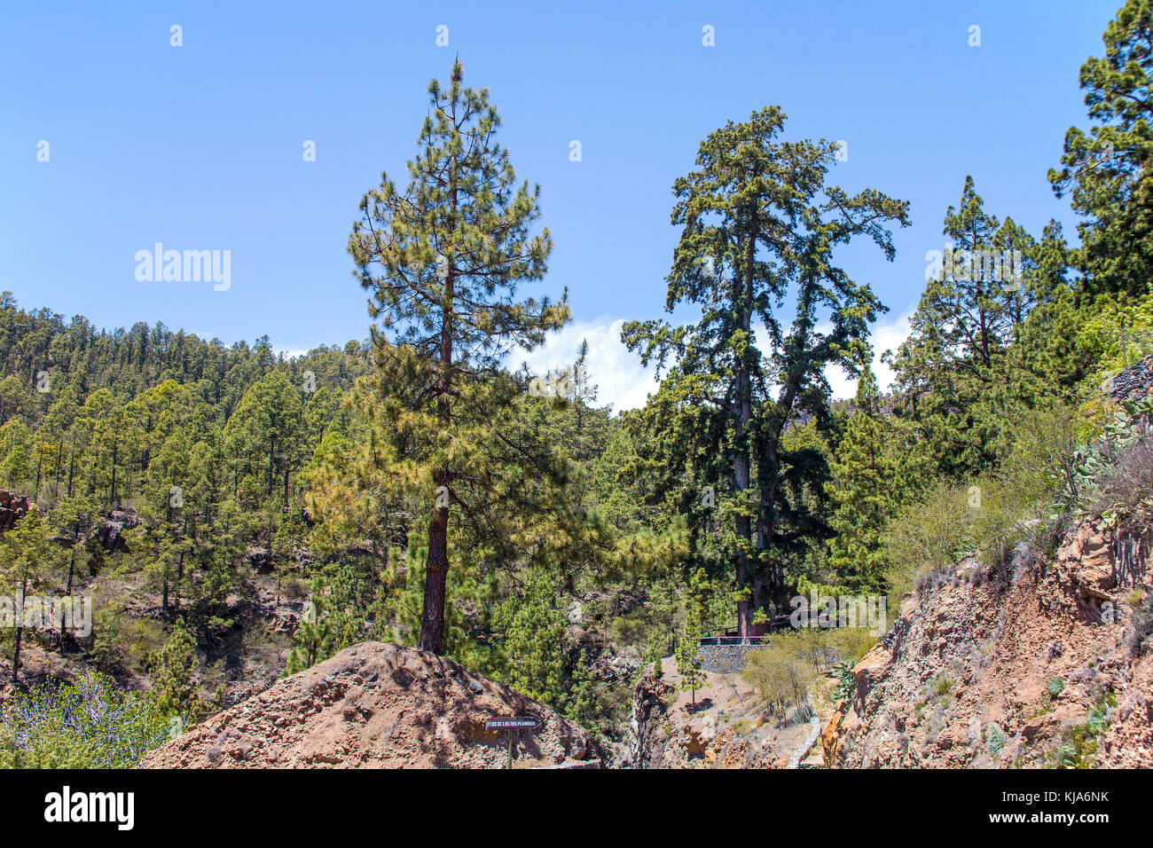 Biggest pine trees on Canary islands at (Pino de las Dos Pernadas), Tenerife island, Canary islands, Spain Stock Photo