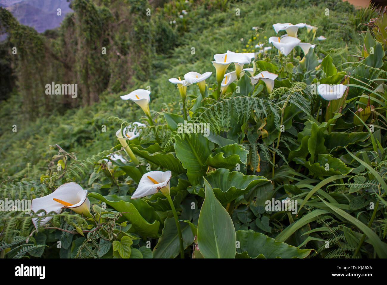 Gewoehnliche Calla (Zantedeschia aethiopica) auch Zimmerkalla genannt, common calla, altar-lily, Tenerife island, Canary islands, Spain Stock Photo