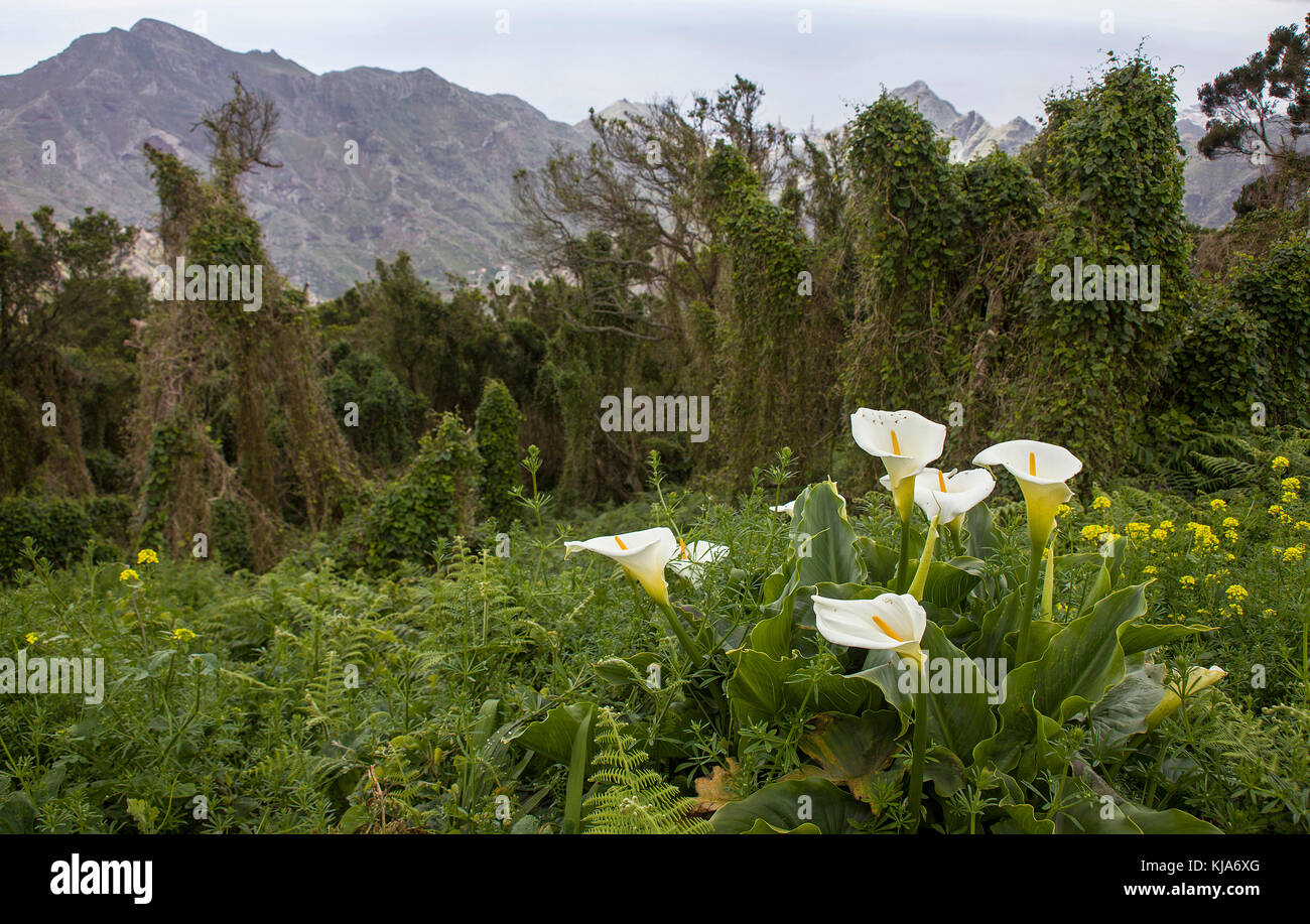 Gewoehnliche Calla (Zantedeschia aethiopica) auch Zimmerkalla genannt, common calla, altar-lily, Tenerife island, Canary islands, Spain Stock Photo