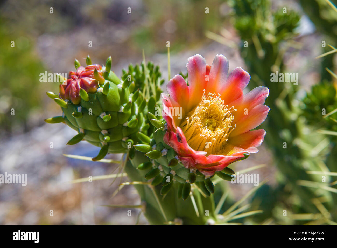 Red cactus flower. Anaga mountains, Tenerife island, Canary islands, Spain Stock Photo