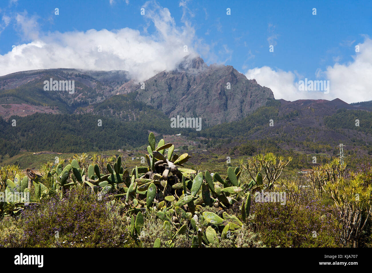 Cactus at Las Siete Lomas mountain, Tenerife island, Canary islands, Spain Stock Photo