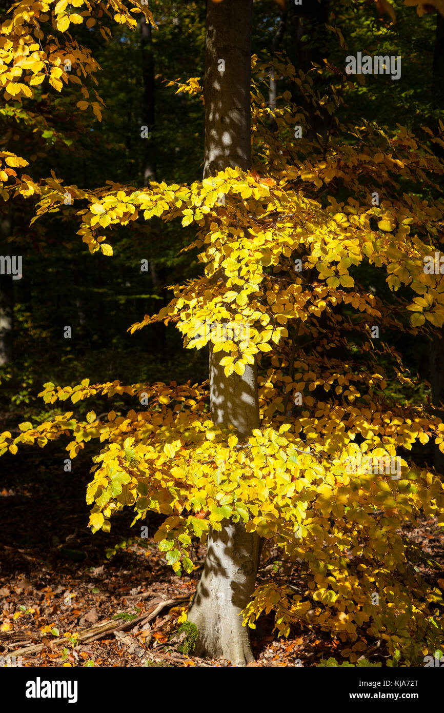 gefärbte laubblätter am Baum Stock Photo