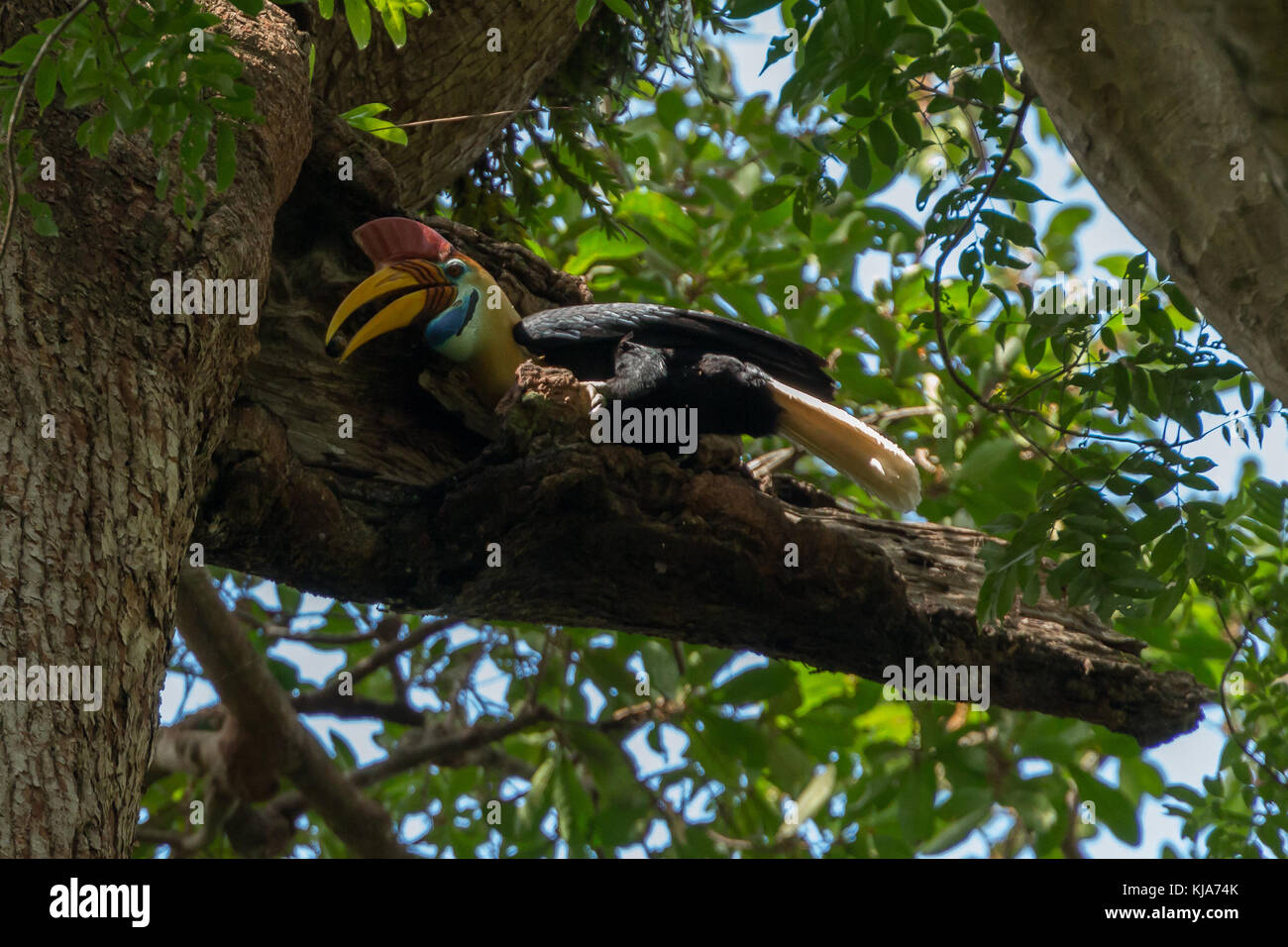 Male Knobbed hornbill (Rhyticeros cassidix) feeding its young in a tree in Tangkoko National Park, North Sulawesi, Indonesia. Stock Photo