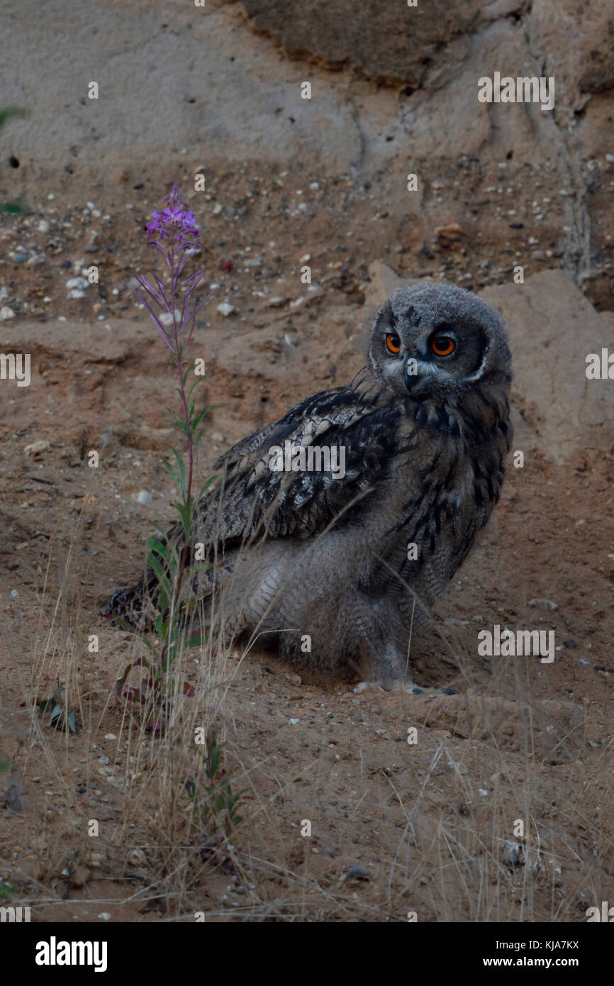 Eurasian Eagle Owl / Uhu ( Bubo bubo ), young chick, molting, sitting in the slope of a gravel pit, at dusk, watching back, wildlife, Europe. Stock Photo