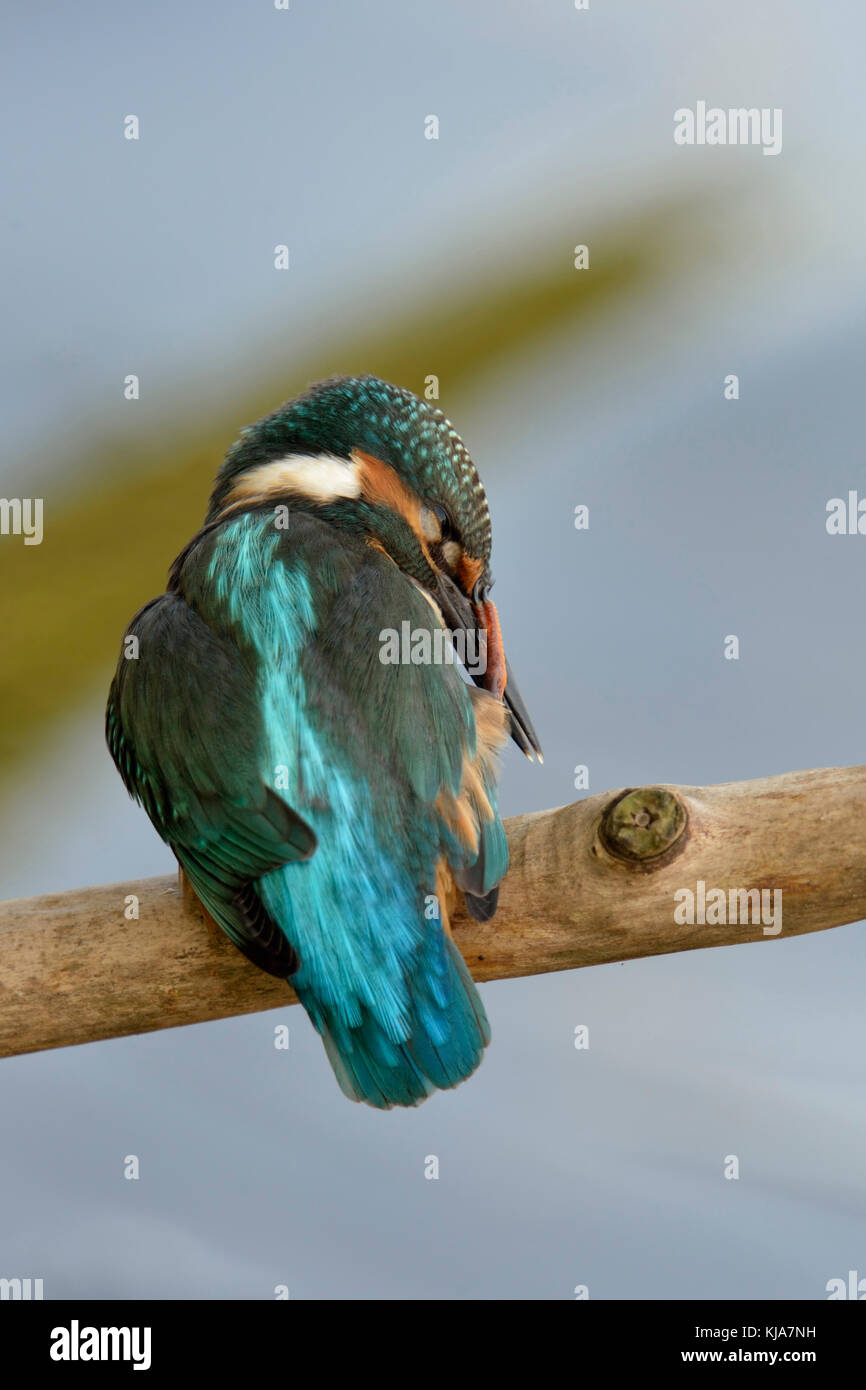 Common Kingfisher / Eisvogel ( Alcedo atthis ), perched on a branch, backside view, scratching its beak with its foot, looks funny, wildlife, Europe. Stock Photo