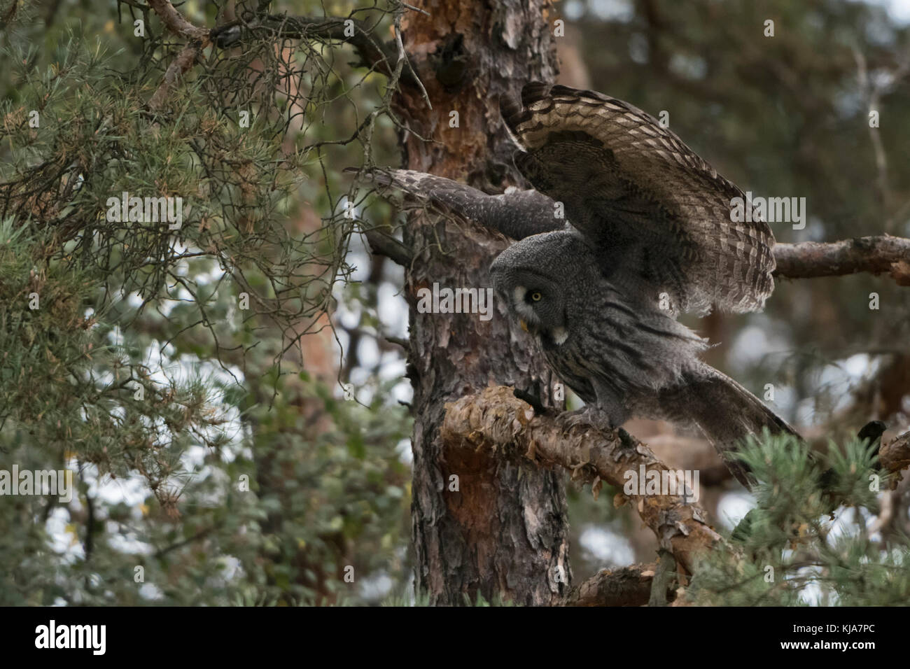 Great Grey Owl / Bartkauz ( Strix nebulosa ) perched in a pine tree, open wings, flapping wings, Europe. Stock Photo
